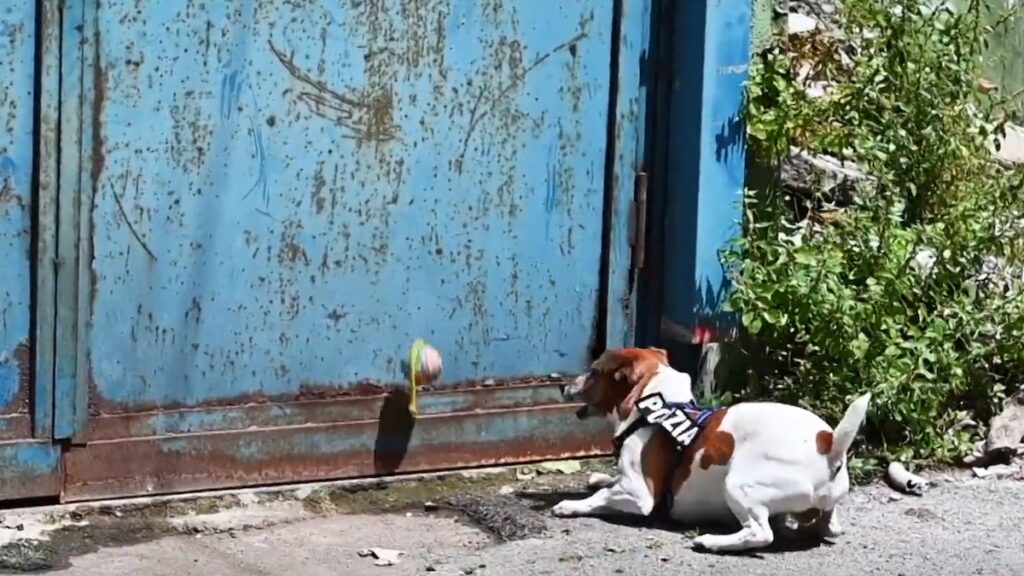 Il cane poliziotto Pocho