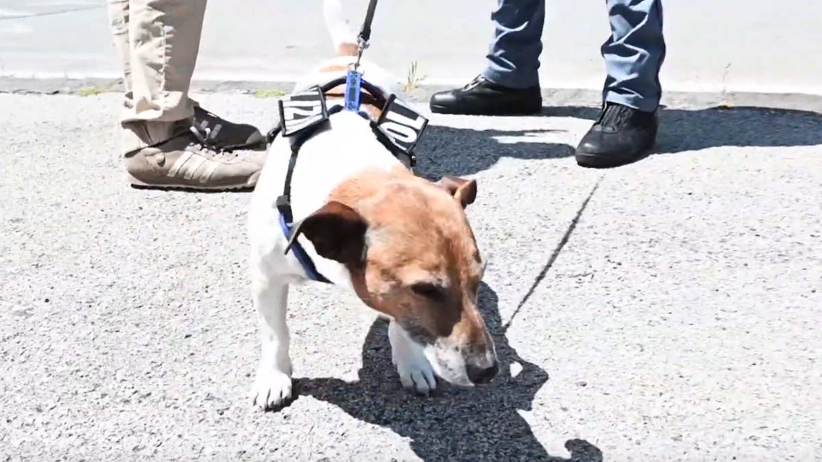 Pocho, il cane poliziotto