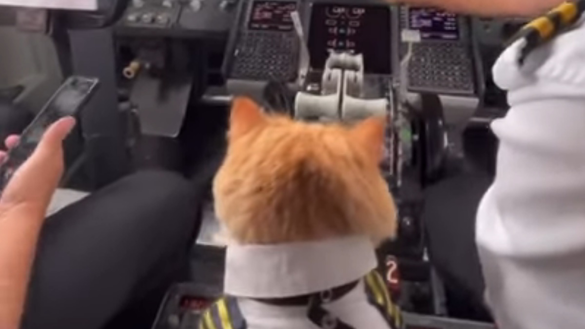 Il gatto Ravioli sull'aereo