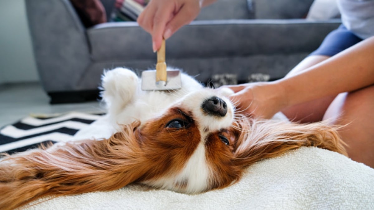 Caduta del pelo del cane