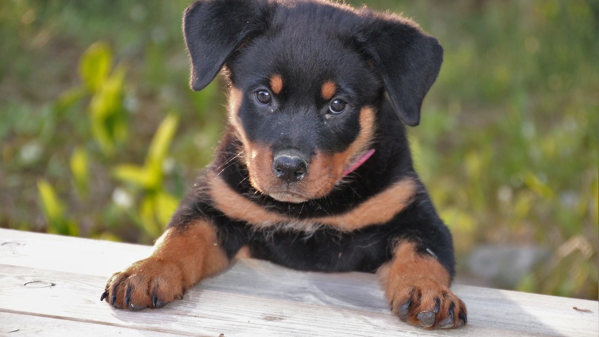 Un Rottweiler cucciolo