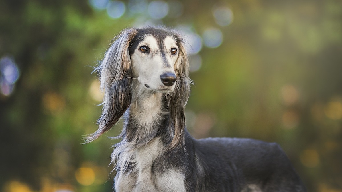 Il cane Saluki