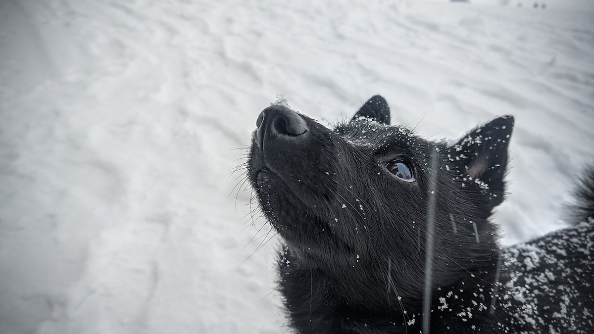 Un cane di razza Schipperke