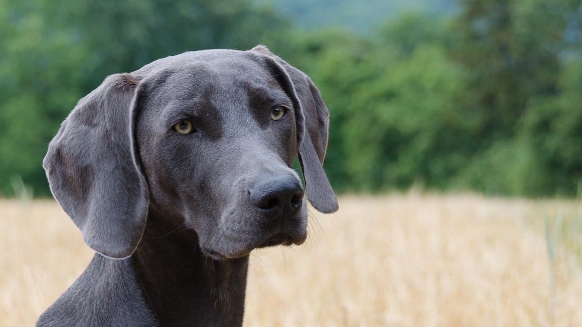 Un cane di razza Weimaraner