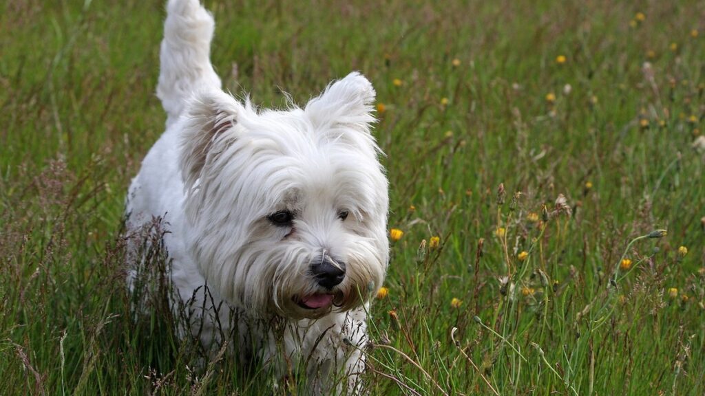 Un cucciolo di West Highland White Terrier