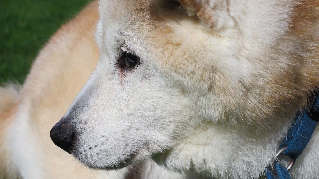 Cosa mangia un cane anziano