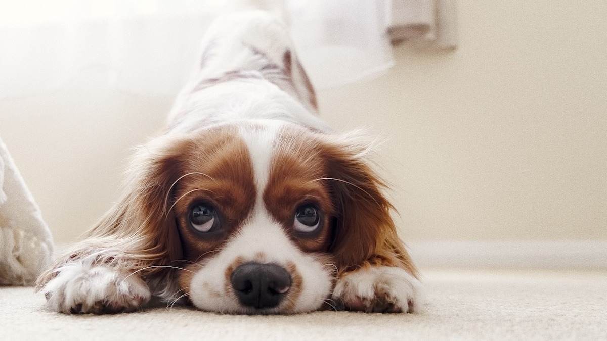 Gli alimenti per rinforzare i reni del cane