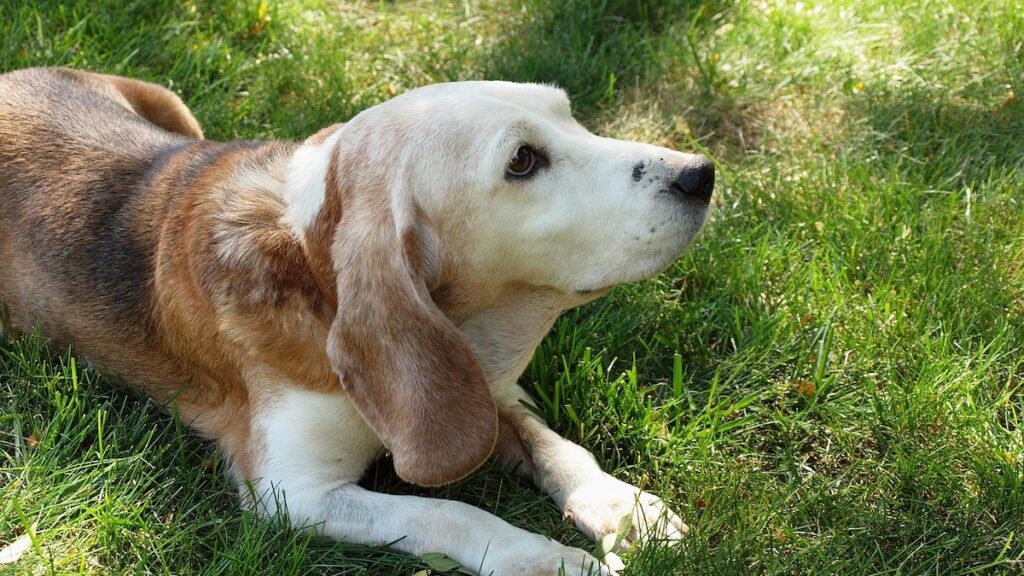 L'invenzione della pillola antinvecchiamento per cani