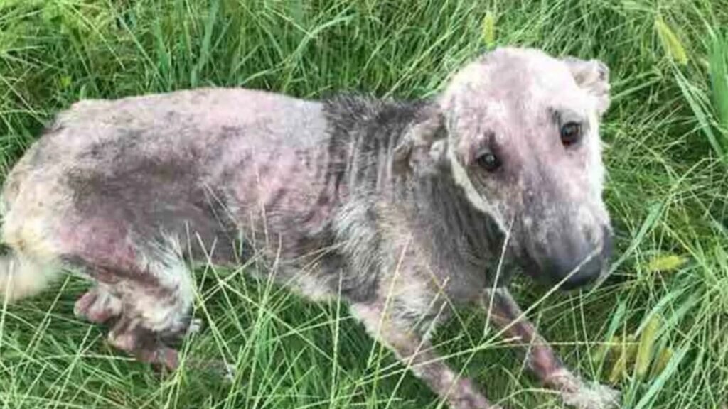 Cane viene abbandonato in un sacco nero