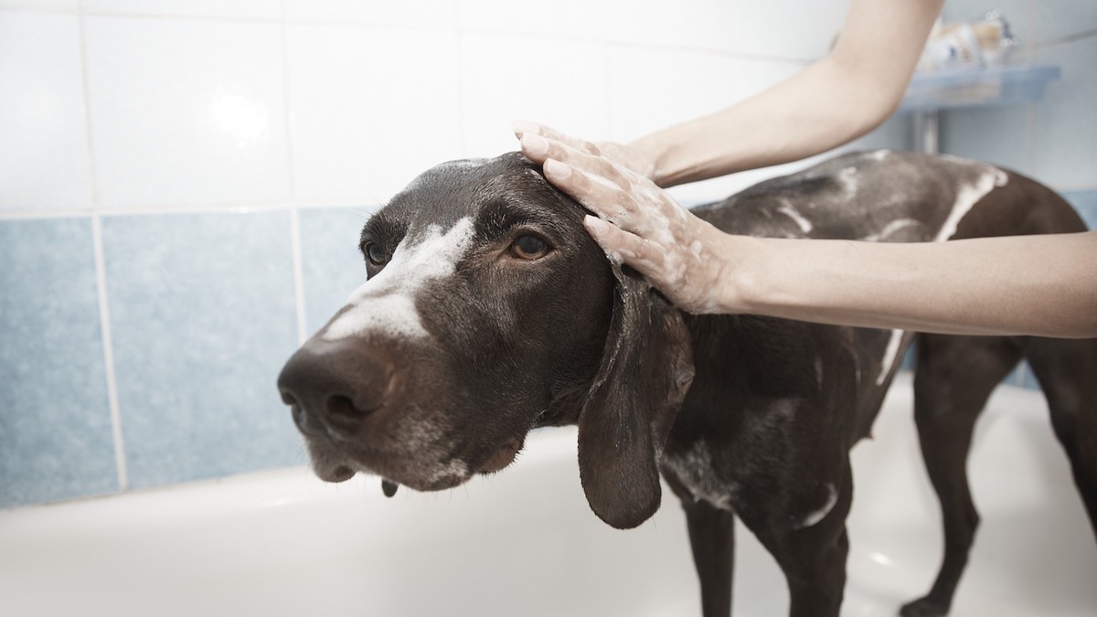 Come asciugare il cane dopo aver fatto il bagnetto