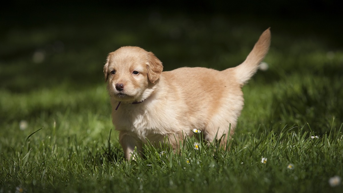 Insegnare al cane dove fare i bisogni