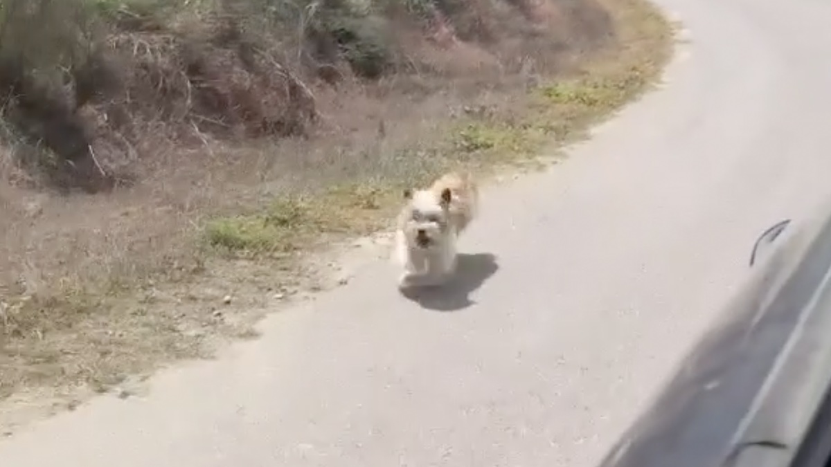 Una cagnolina che corre chiedendo aiuto