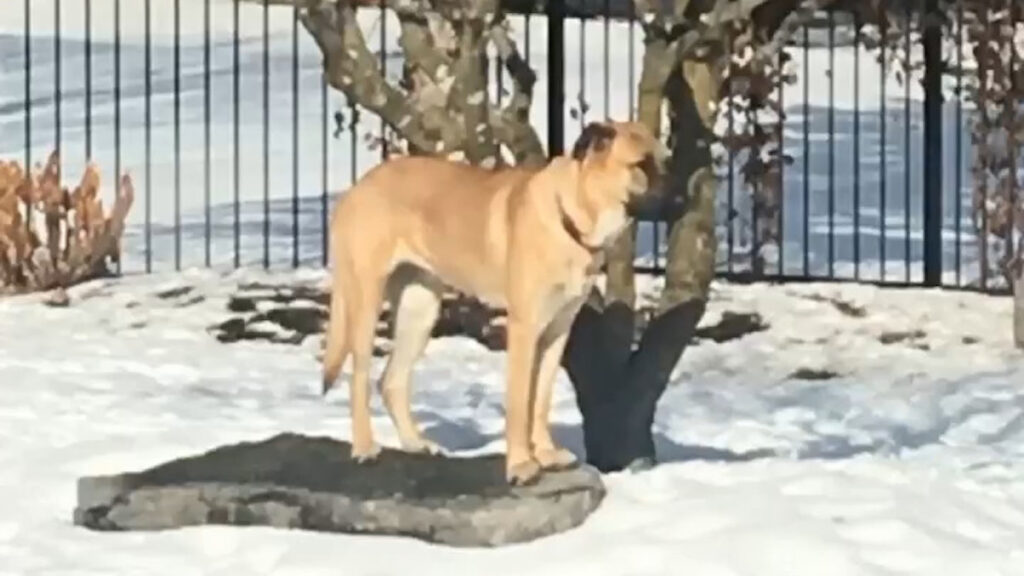 Una cagnolina ha protetto i gattini dal freddo