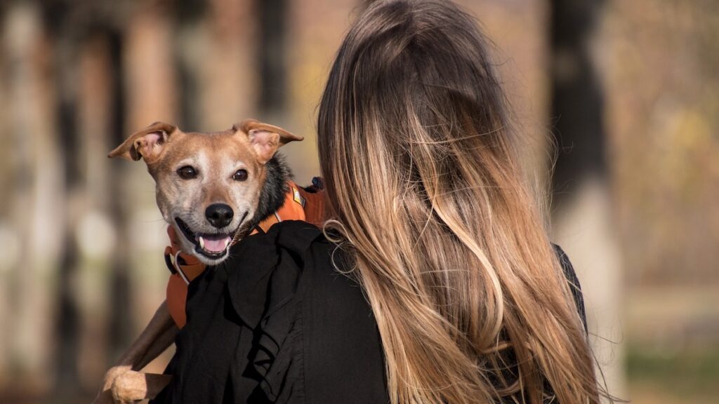 Un cagnolino in braccio