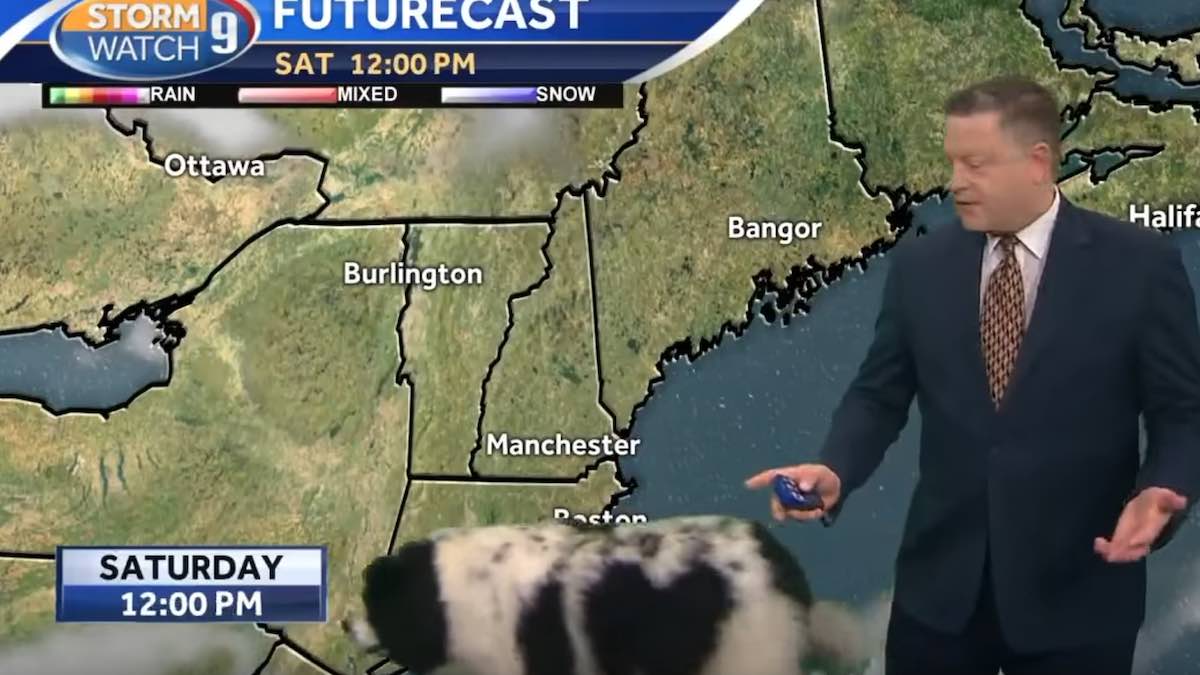 Una cagnolona in studio durante il meteo