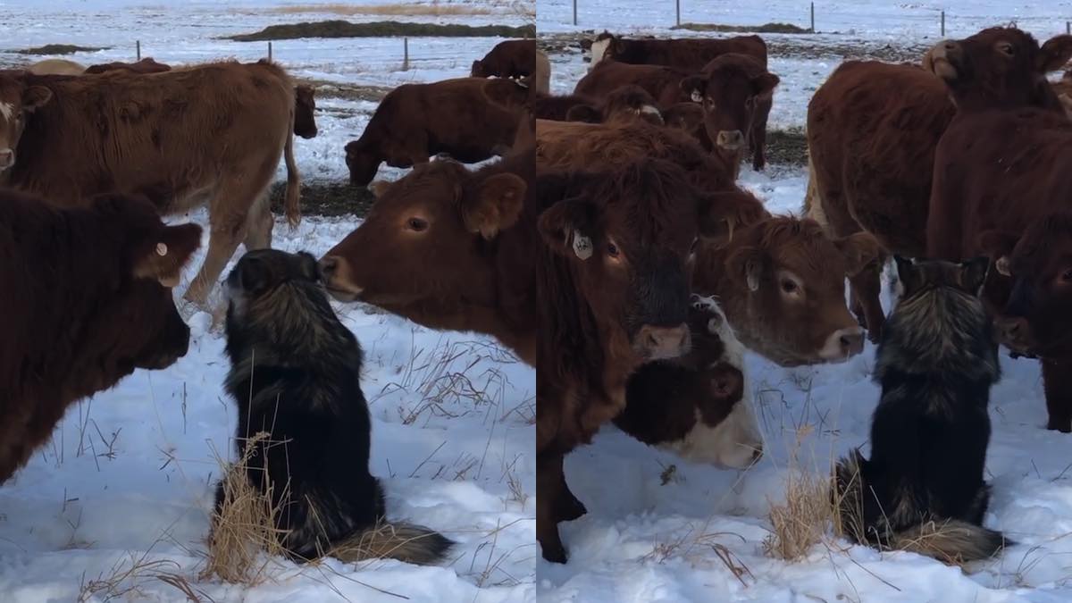 Il cagnolone e le mucche