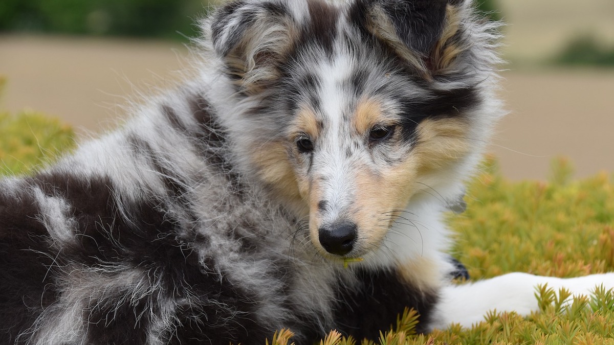 La durata del calore del cane