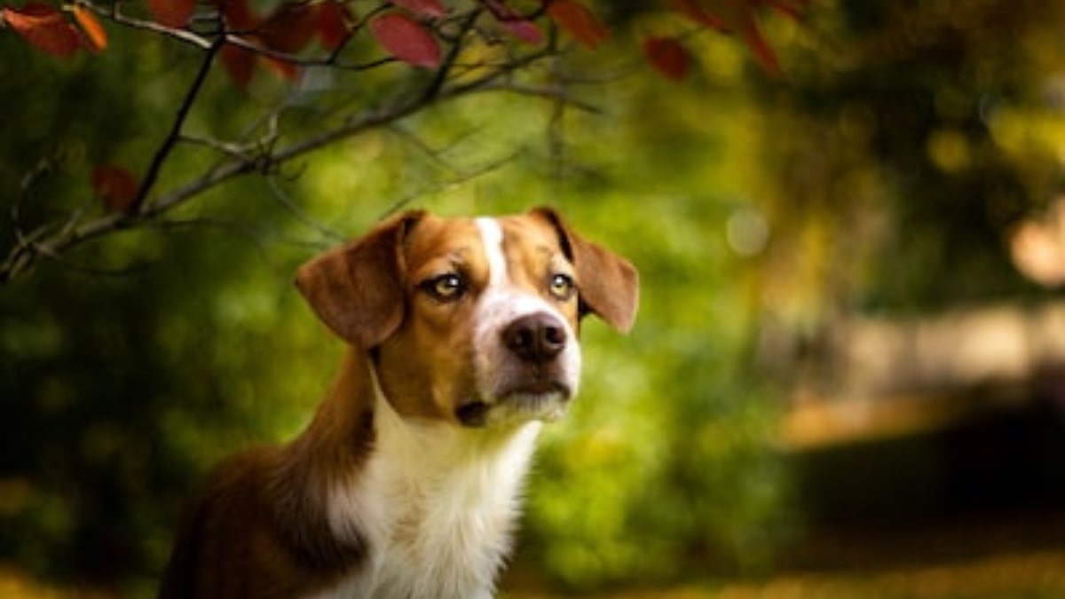 Che cosa deve mangiare un cane da caccia