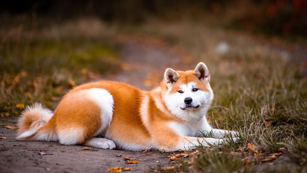 Le malattie più frequenti nel cane Akita