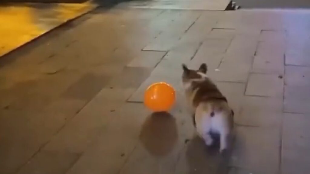 Il cane Corgi che prova a saltare