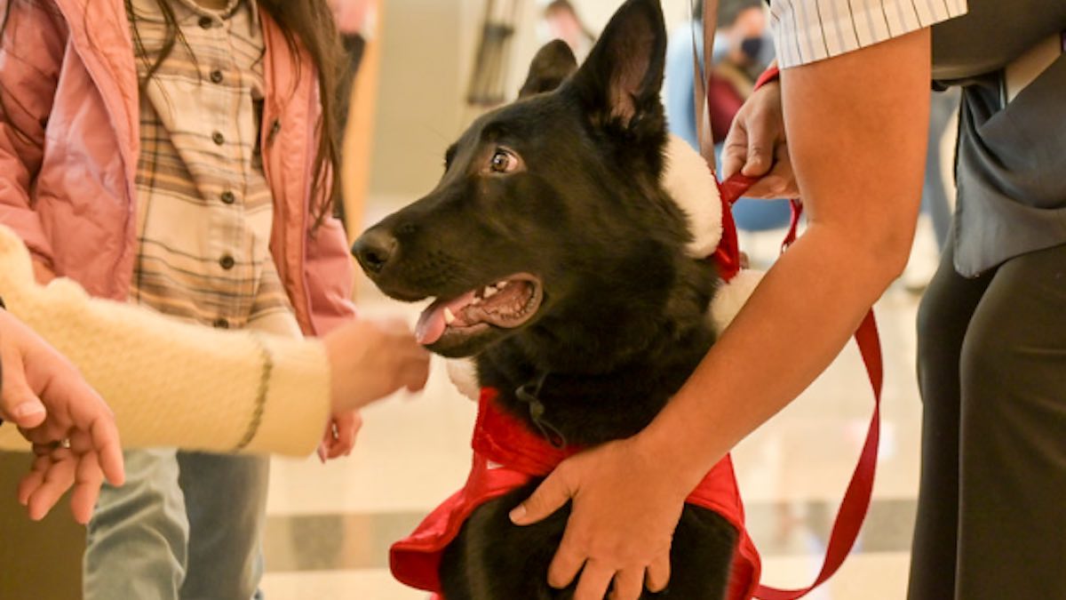 Il cane Polaris