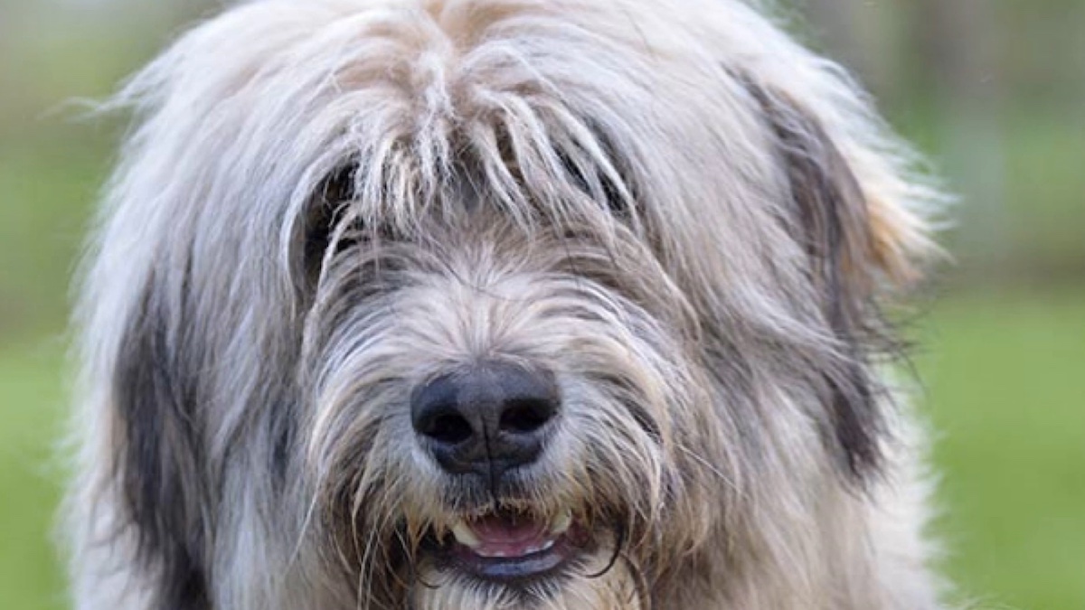 Un cane Romanian Mioritic Shepherd Dog