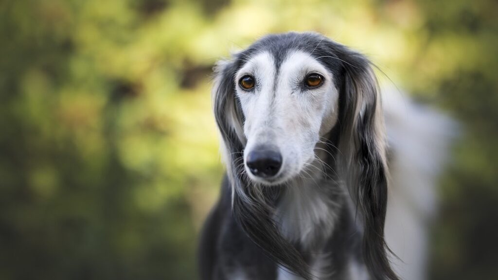 Un cane di razza Saluki