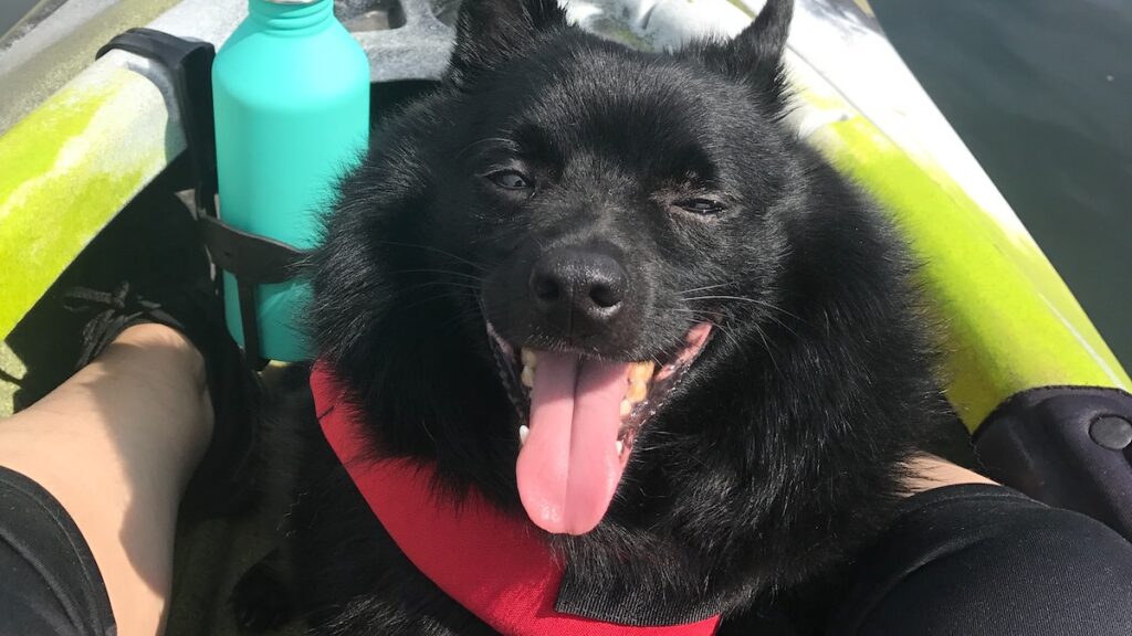 Il cane Schipperke, elegante e vivace