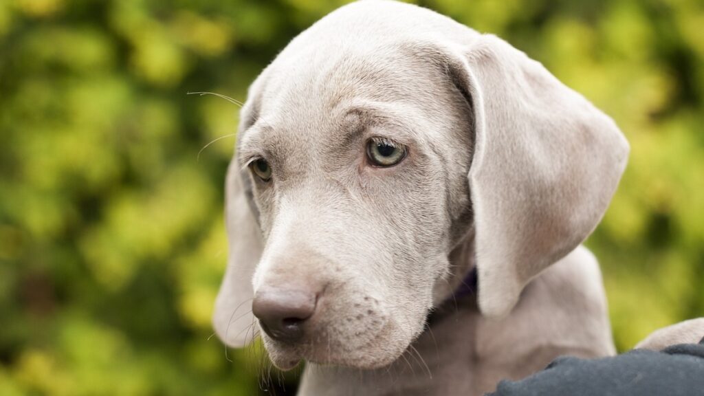 Il cane Weimaraner è molto elegante