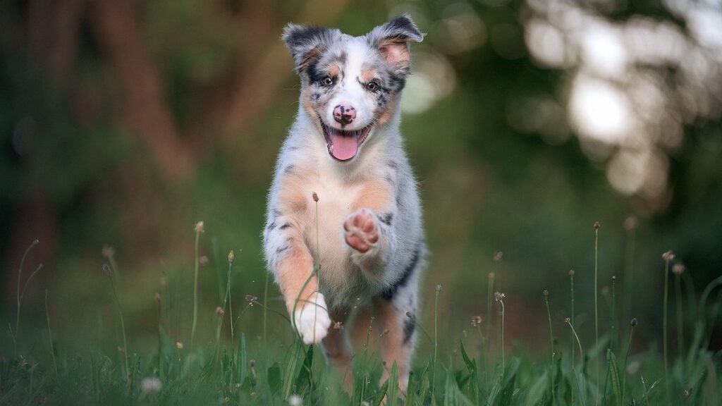 Un cane adulto