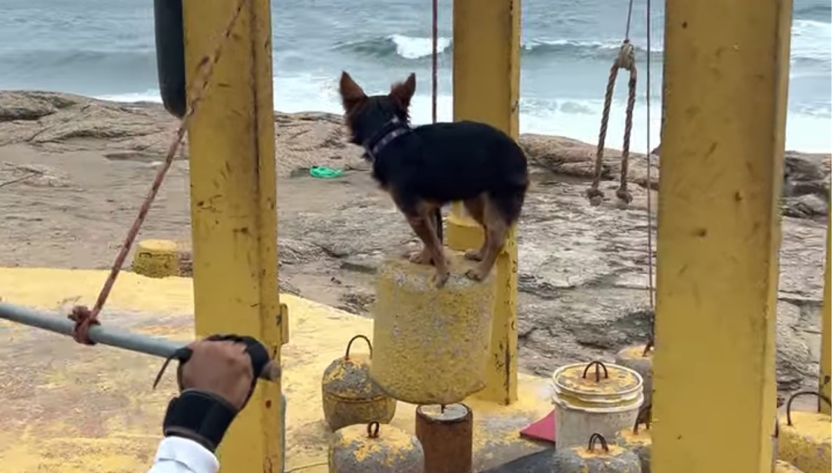 Un cagnolino in una scena molto divertente