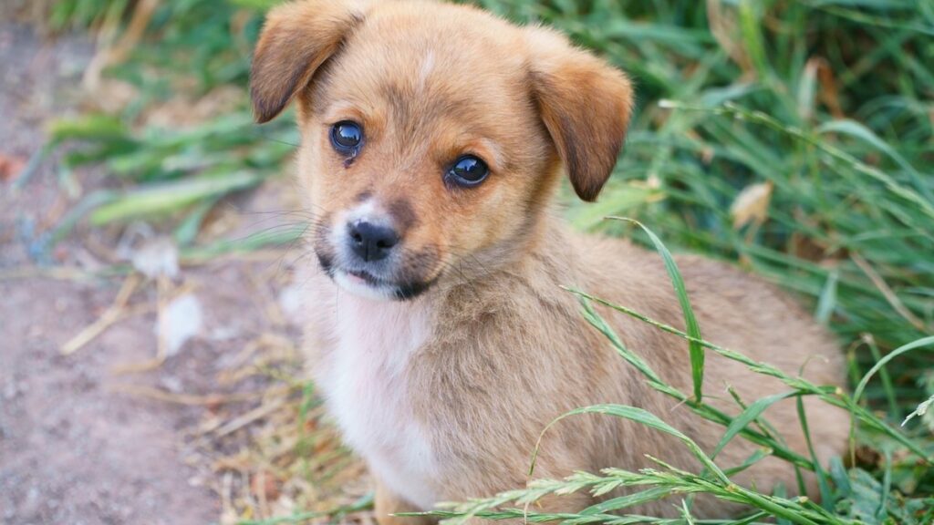 Il cane può essere un aiuto per le persone autistiche