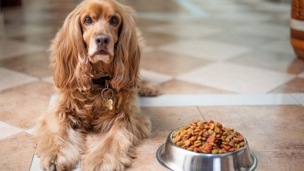 alimenti energetici indispensabili per il cane