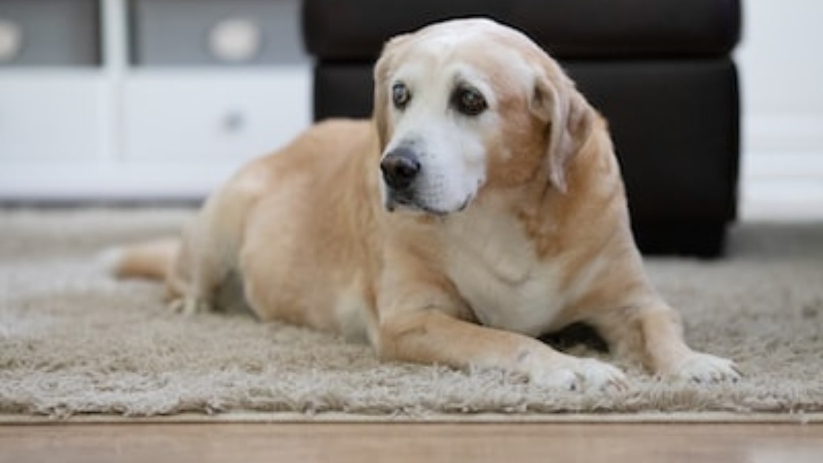 Cosa digerisce meglio un cane anziano?