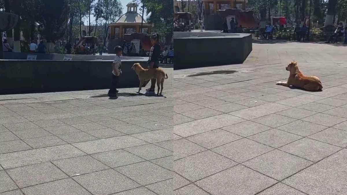 Il cane che attende l'acqua nella fontana