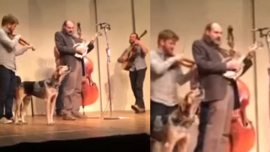 Il cane sale sul palco e canta