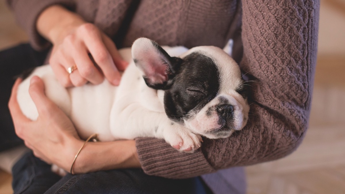 Il cane capisce se una donna è incinta?