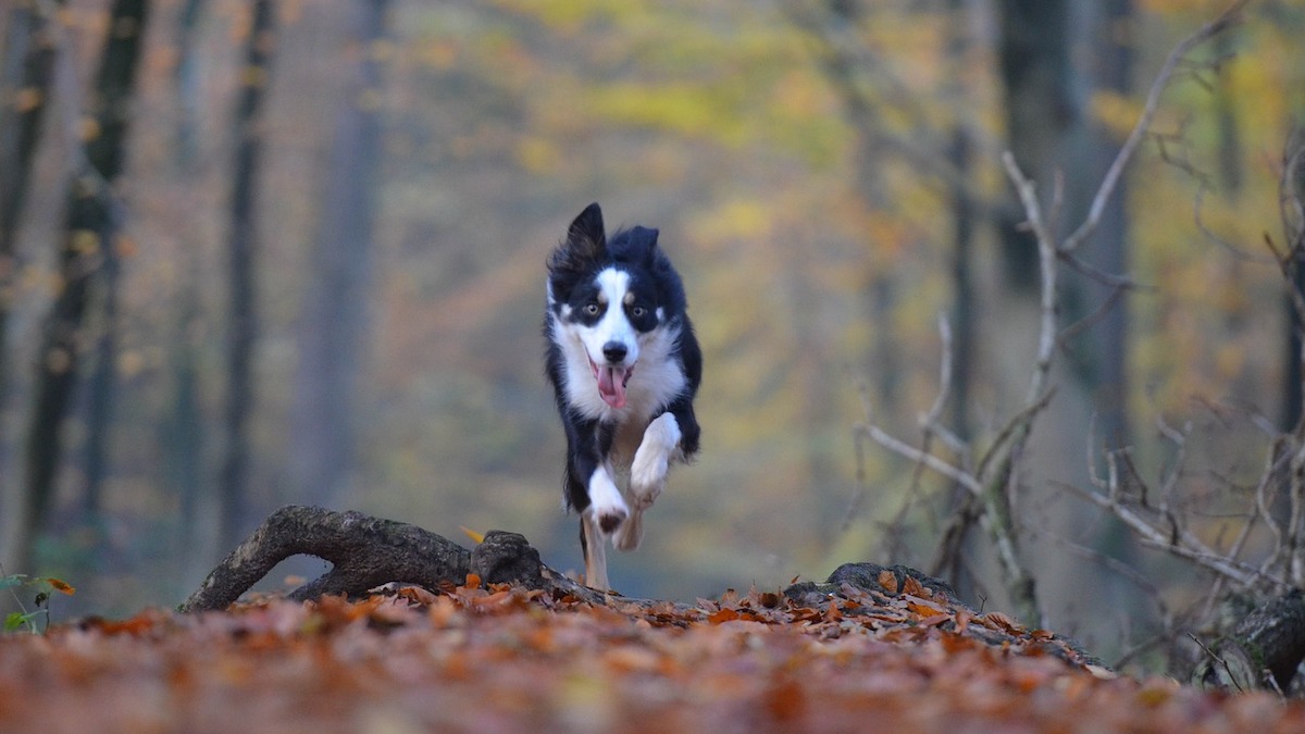 Un cane che corre con la lingua di fuori