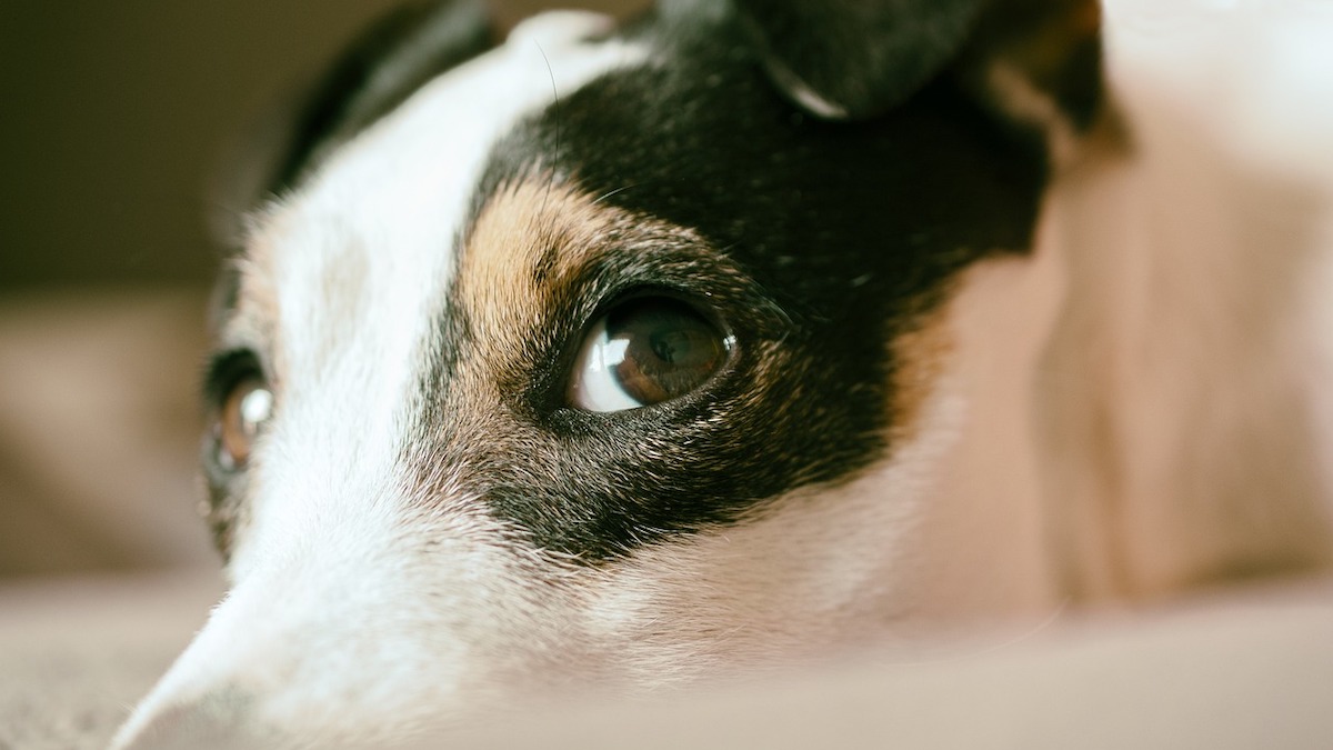 Perché il cane guarda mentre fa i bisogni?