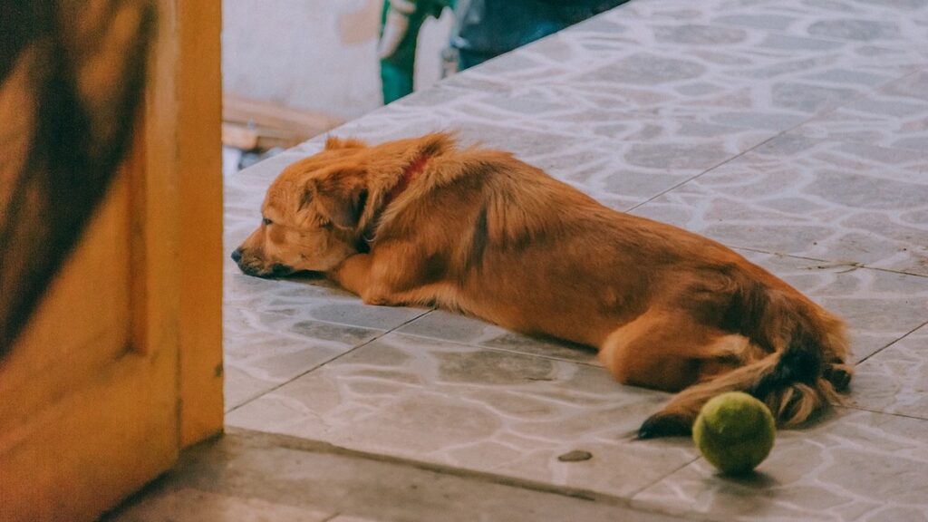 Come tranquillizzare un cane che ha paura