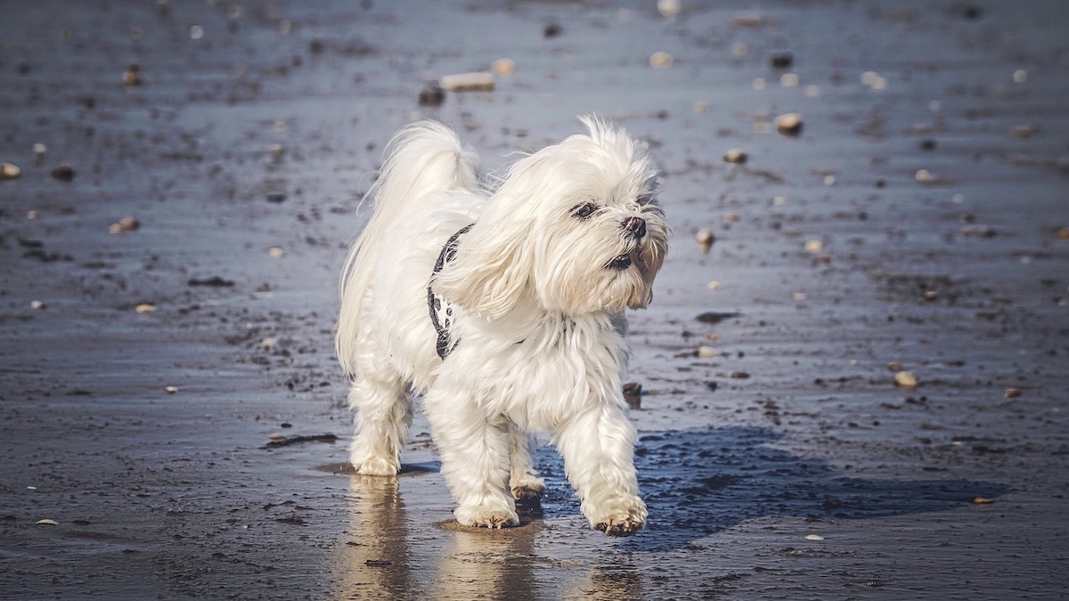 La passeggiata del cane