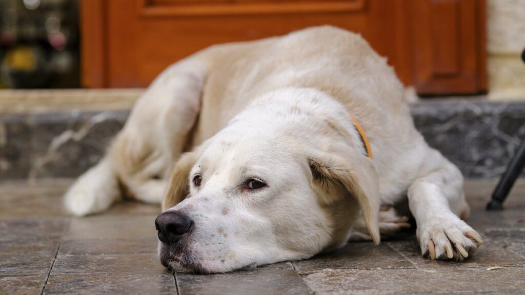 Le possibili cause del cane che piange di notte