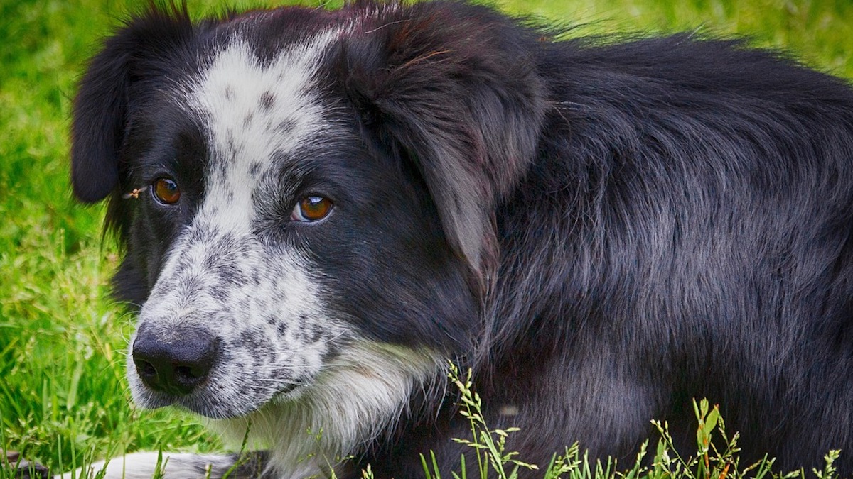 Il cane scappa quando vado verso di lui?