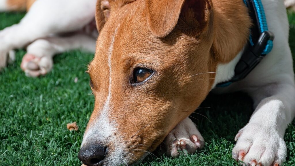 Perché il cane si allontana?