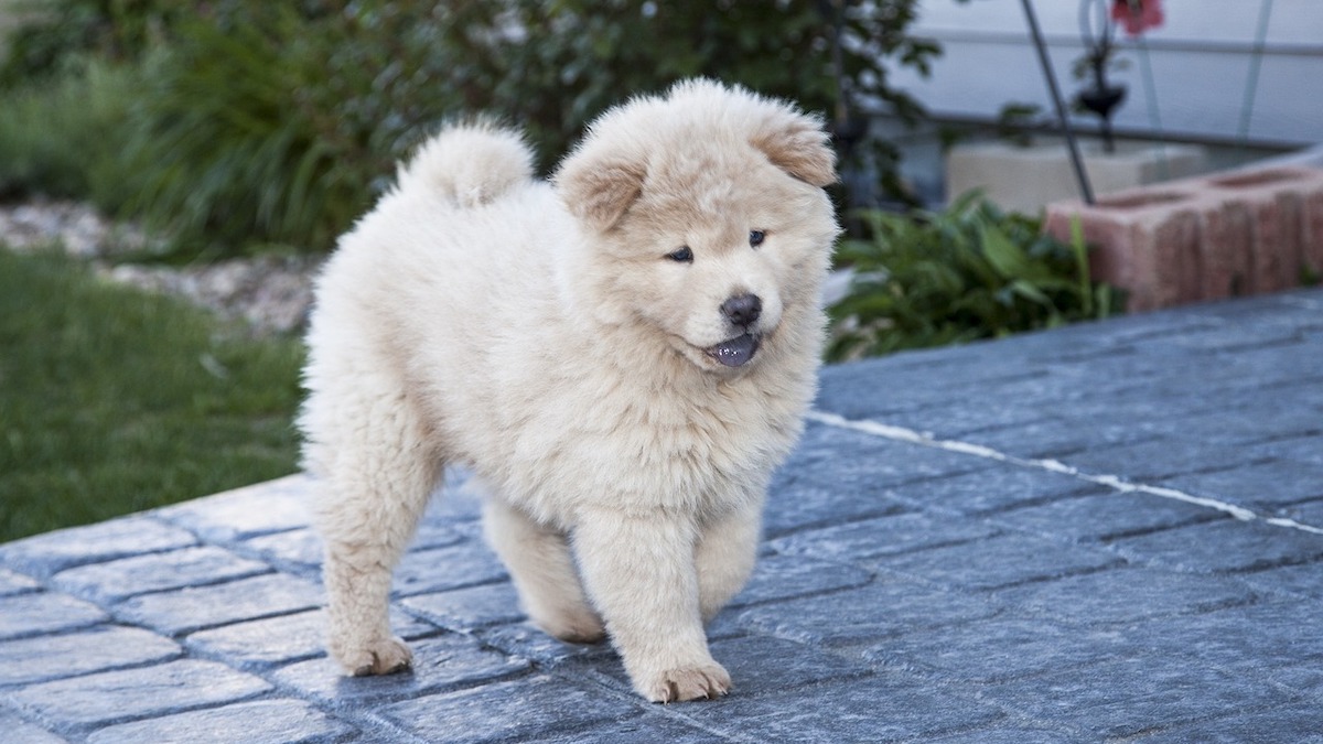 Cosa mangia un cane chow chow