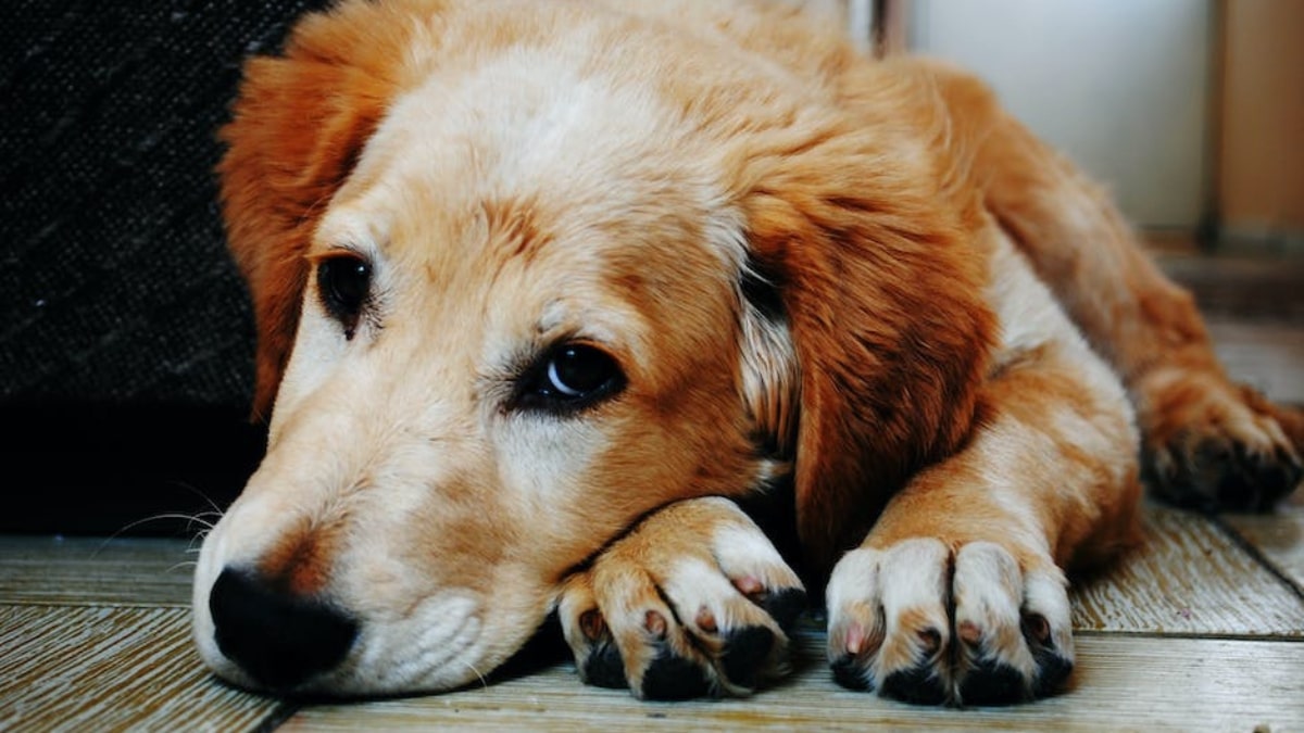 il cimurro nel cane