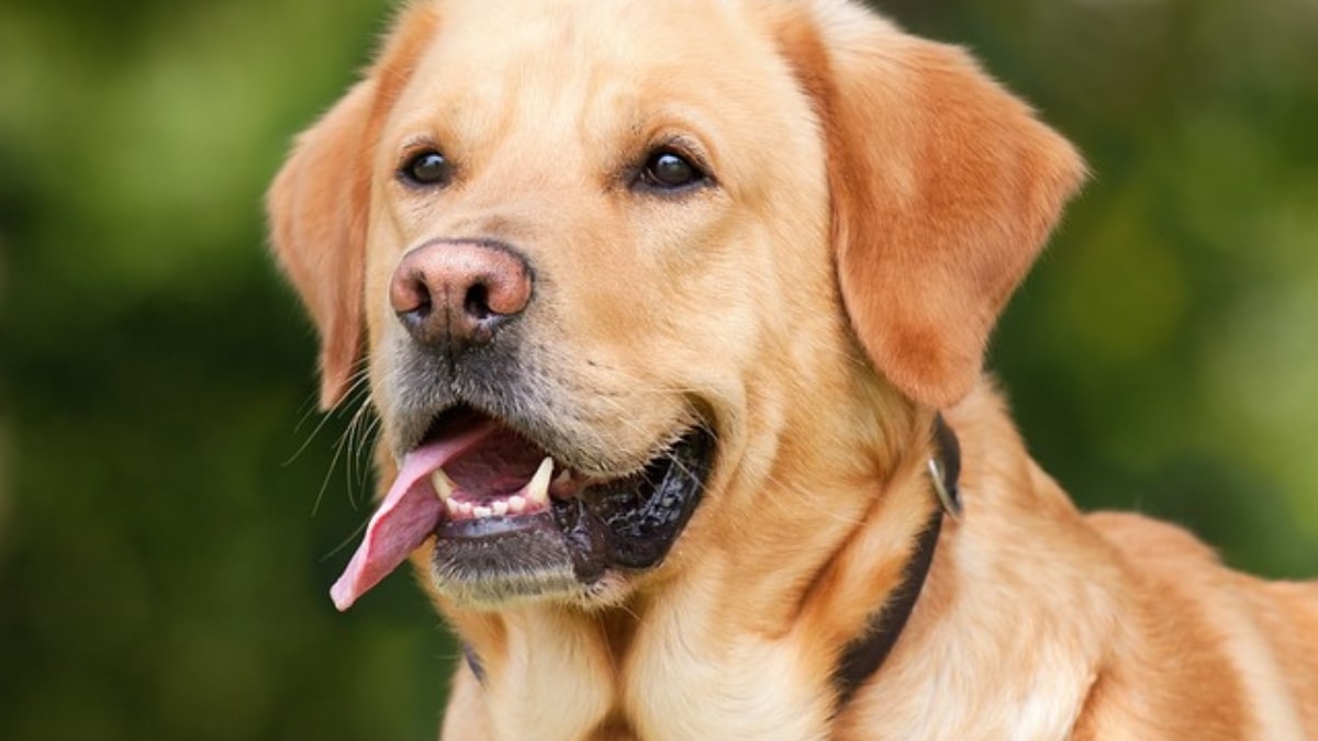 Perchè i cani camminano sempre