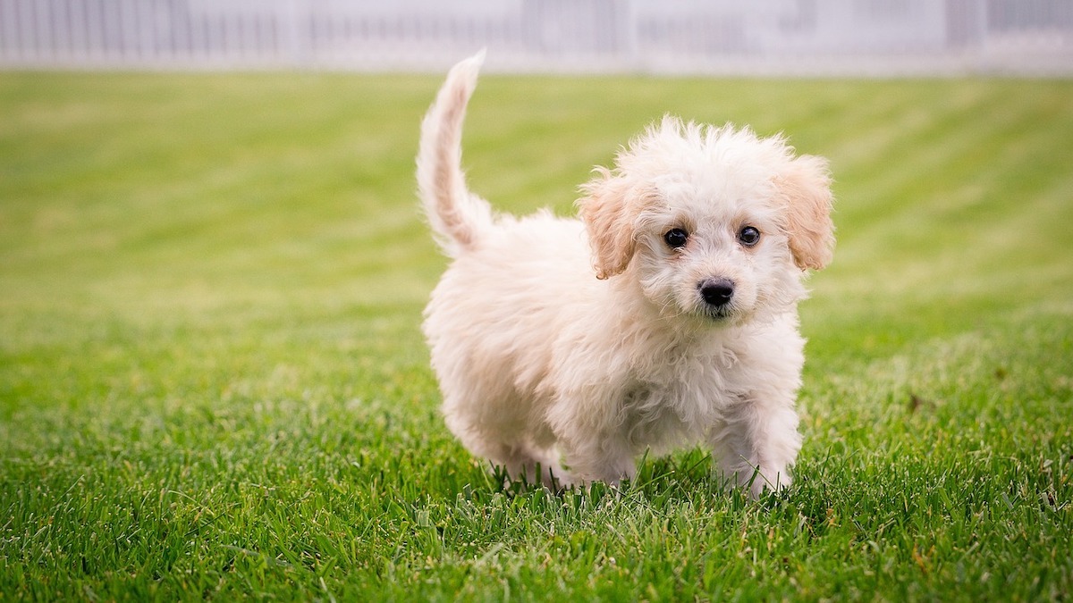 Un cucciolo di cane