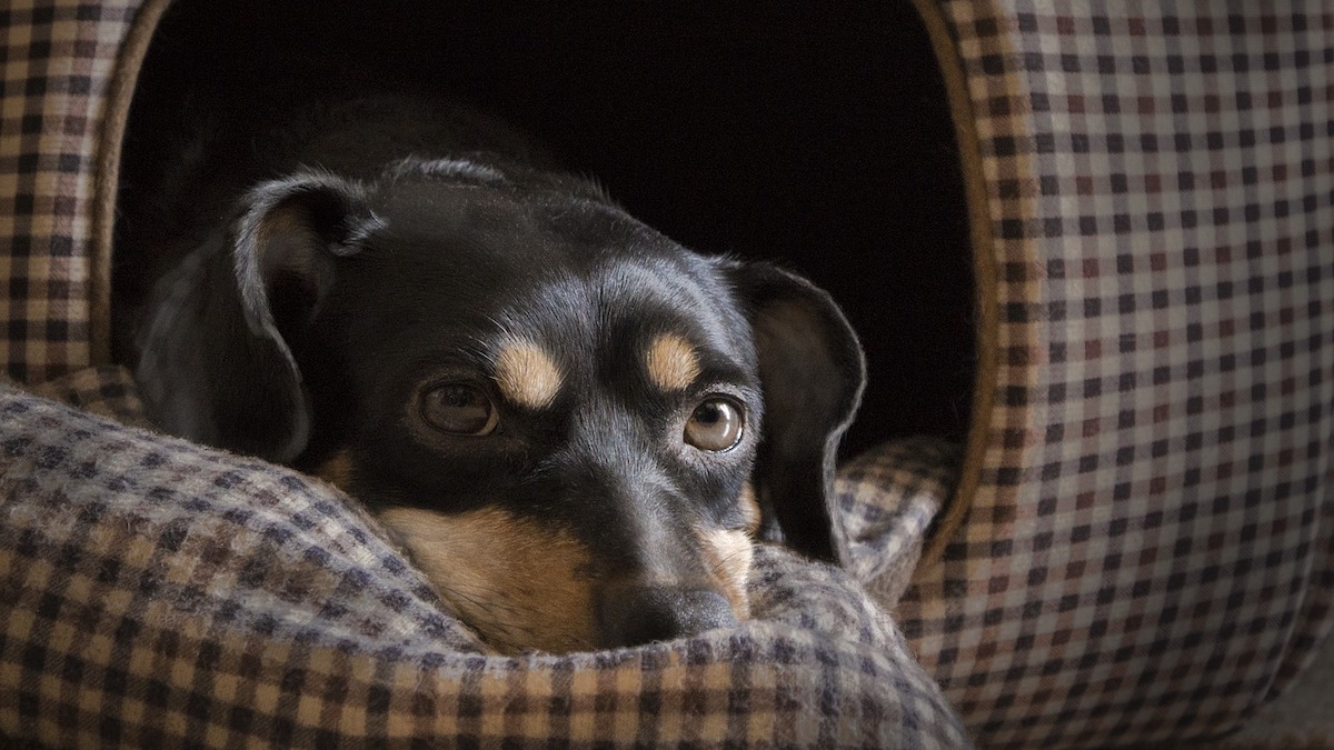 Cosa fare se il cane di notte piange