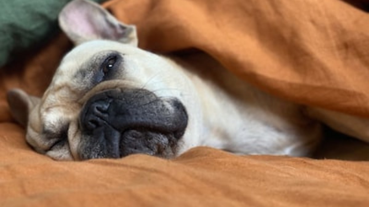 Perchè il cane tiene gli occhi aperti quando dorme?